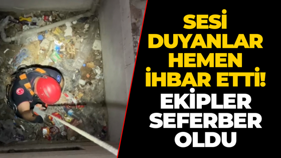 Sesi duyanlar hemen ihbar etti! Kocaeli'de yavru martı için seferber oldular