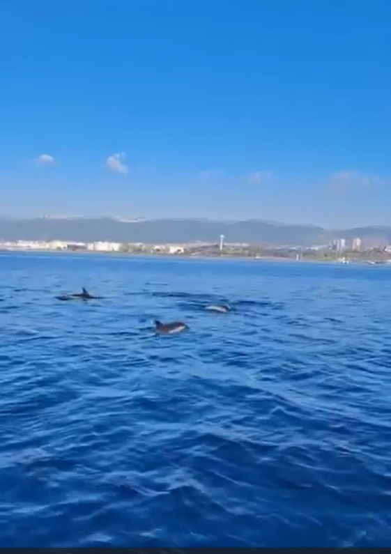 Temizlenen İzmit Körfezi’nde artık yunuslar dans ediyor - Resim : 1