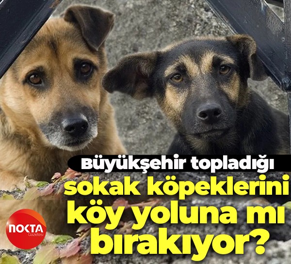Büyükşehir topladığı sokak köpeklerini köy yoluna mı bırakıyor?