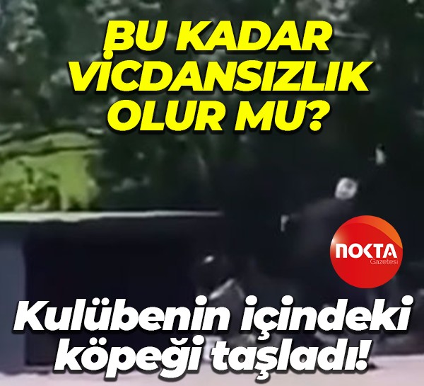 Bu kadar vicdansızlık olur mu? Kulübenin içindeki köpeği taşladı!