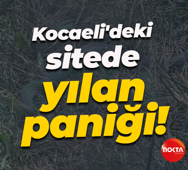 Kocaeli'deki sitede yılan paniği!