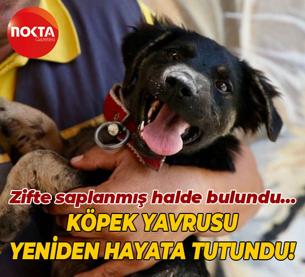 Zifte saplanmış halde bulundu… Köpek yavrusu yeniden hayata tutundu!