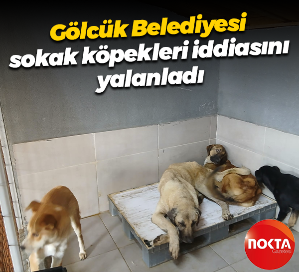 Gölcük Belediyesi 'sokak köpekleri' iddiasını yalanladı