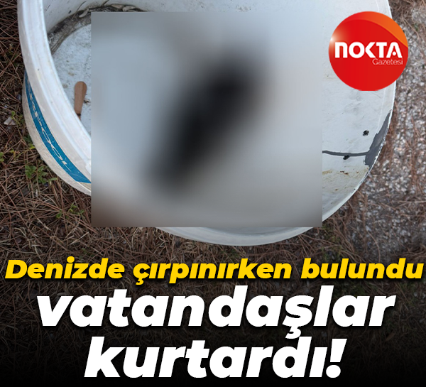 Denizde çırpınırken bulundu, vatandaşlar kurtardı!