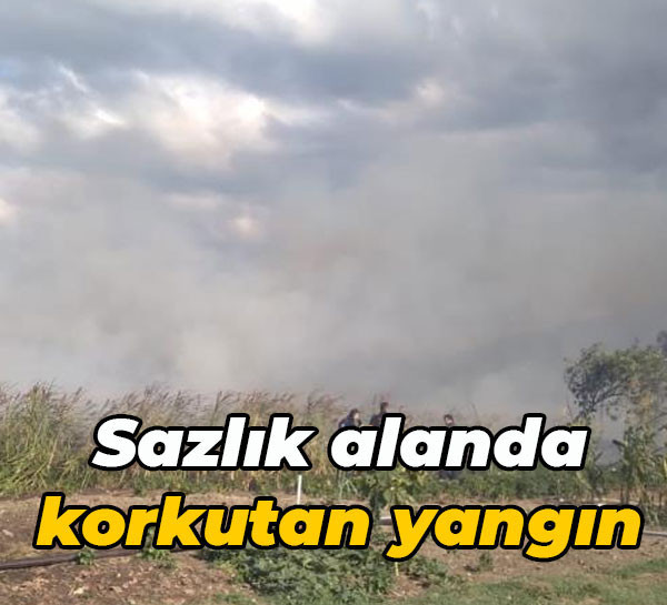 Kocaeli'de sazlık alanda korkutan yangın