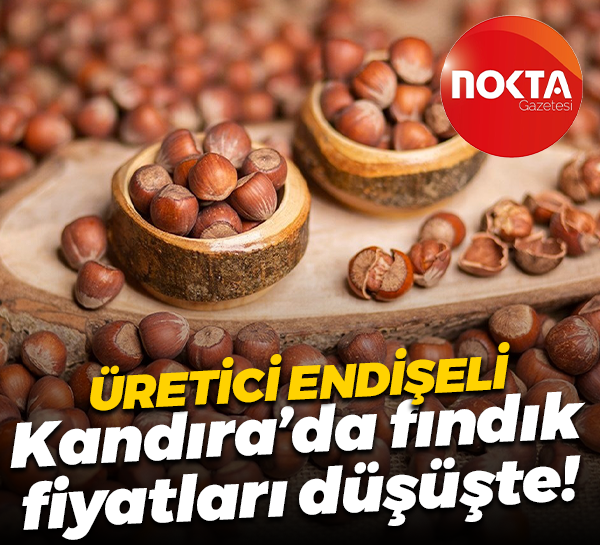Üretici endişeli; Kandıra’da fındık fiyatları düşüşte!