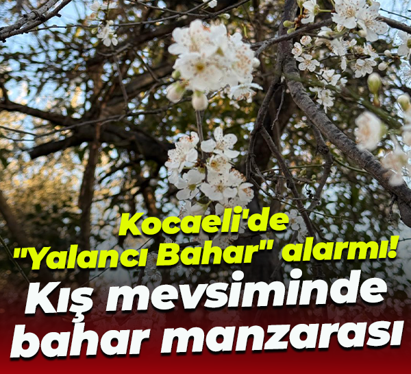 Kocaeli'de "Yalancı Bahar" alarmı! Kış mevsiminde bahar manzarası