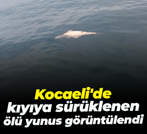 Kocaeli'de kıyıya sürüklenen ölü yunus görüntülendi