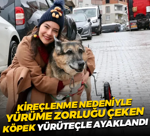 Kireçlenme nedeniyle yürüme zorluğu çeken köpek yürüteçle ayaklandı