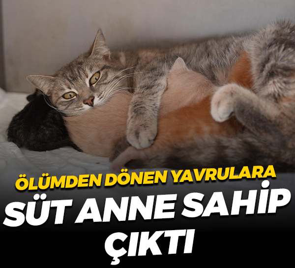 Ölümden dönen yavrulara süt anne sahip çıktı