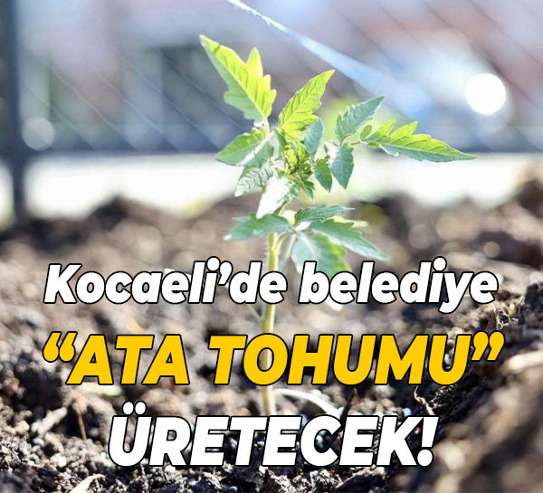 Kocaeli’de belediye “ata tohumu” üretecek!