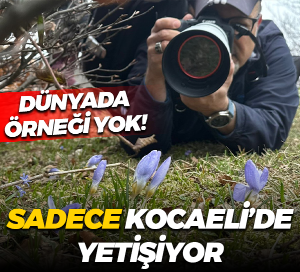 Dünyada sadece Kocaeli'de yetişiyor! Gören dönüp bir daha bakıyor
