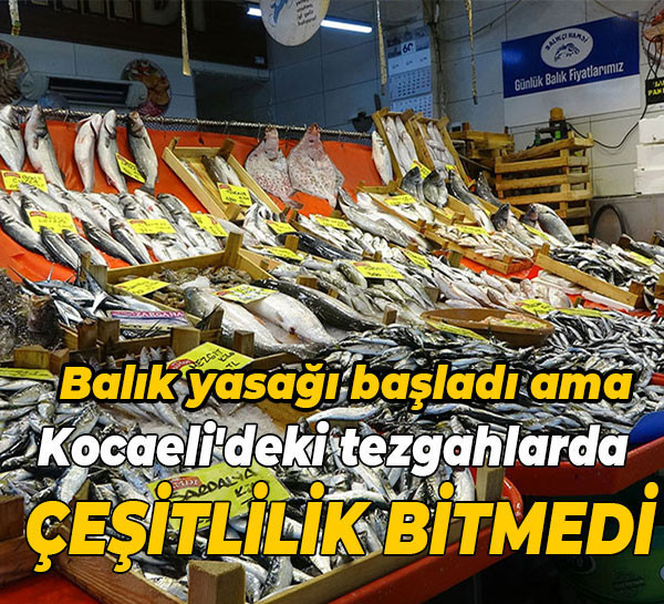 Balık yasağı başladı ama Kocaeli'deki tezgahlarda çeşitlilik bitmedi