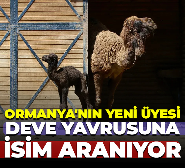 Ormanya'nın yeni üyesi deve yavrusuna isim aranıyor