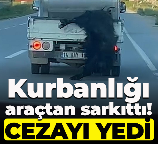 Kurbanlığı araçtan sarkıttı! Cezayı yedi!