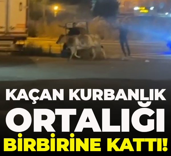 Kaçan kurbanlık ortalığı birbirine kattı!