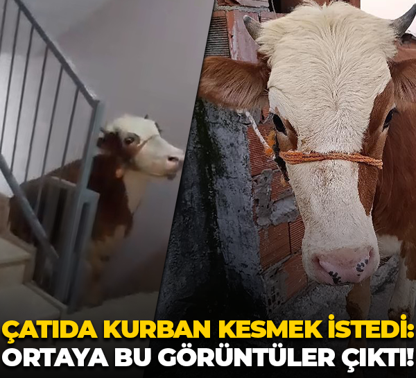 Çatıda kurban kesmek istedi: Ortaya bu görüntüler çıktı!