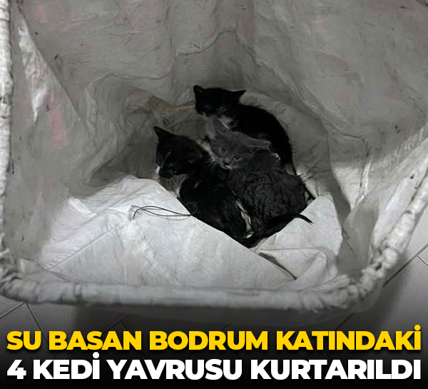 Kocaeli'de su basan bodrum kattaki 4 kedi yavrusu kurtarıldı