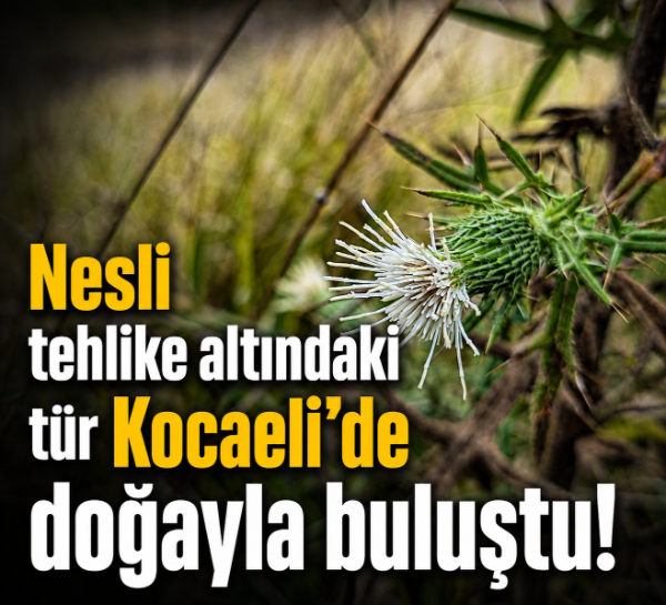 Nesli tehlike altındaki tür Kocaeli'de doğayla buluştu!