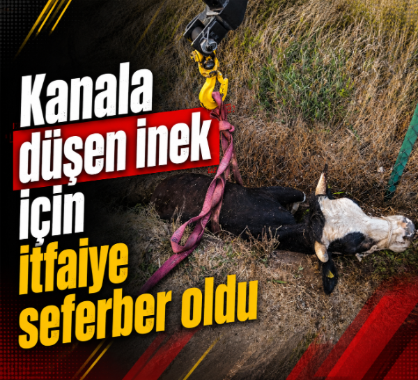 Kanala düşen inek için itfaiye seferber oldu