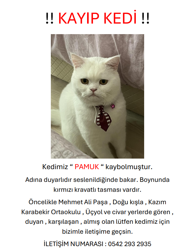 Kayıp kedi Pamuk aranıyor! - Resim : 1