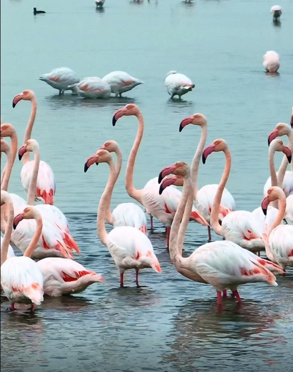 İzmit Körfezi’nin renkli misafirleri yine geldi! - Resim : 1