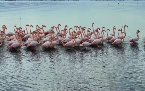 İzmit Körfezi’nin renkli misafirleri yine geldi! - Resim : 2