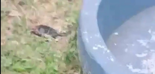 İzmit'te korkunç olay… Parkta parçalanmış kediler bulundu - Resim : 1