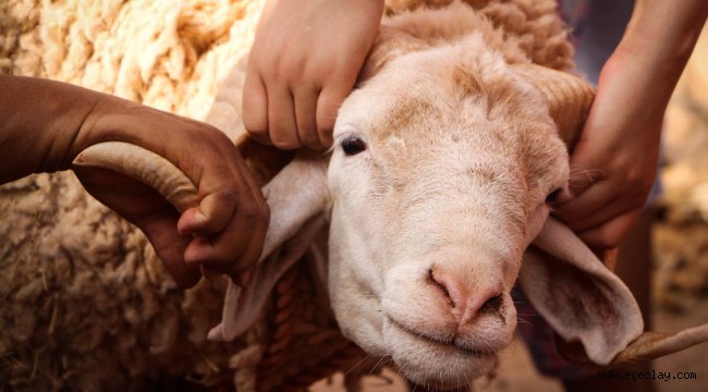 KURBAN BAYRAM TATİLİ KAÇ GÜN OLACAK? 2025 Kurban Bayramı Tatili Ne Zaman Başlıyor Ne Zaman Bitiyor? - Resim: 2