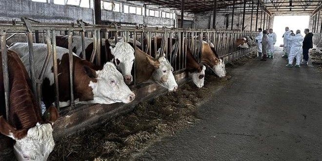 Kurban Bayramı öncesi şap alarmı: Karantina başladı - Resim: 4