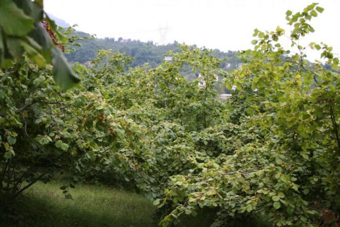 Sayısı gitgide azalıyordu, bir de bu çıktı! Kocaeli bu konuda fakirleşiyor - Resim : 1