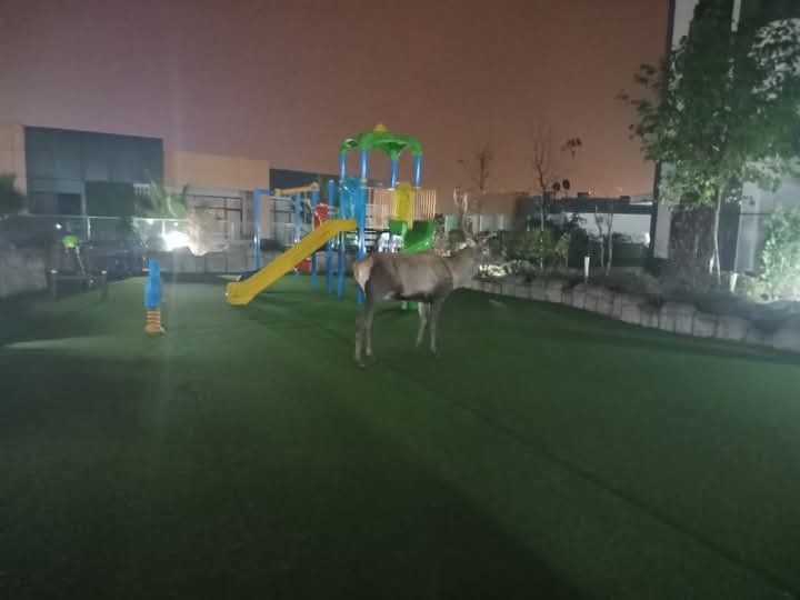 Görenler gözlerine inanmadı: Geyik siteye böyle daldı! - Resim : 1