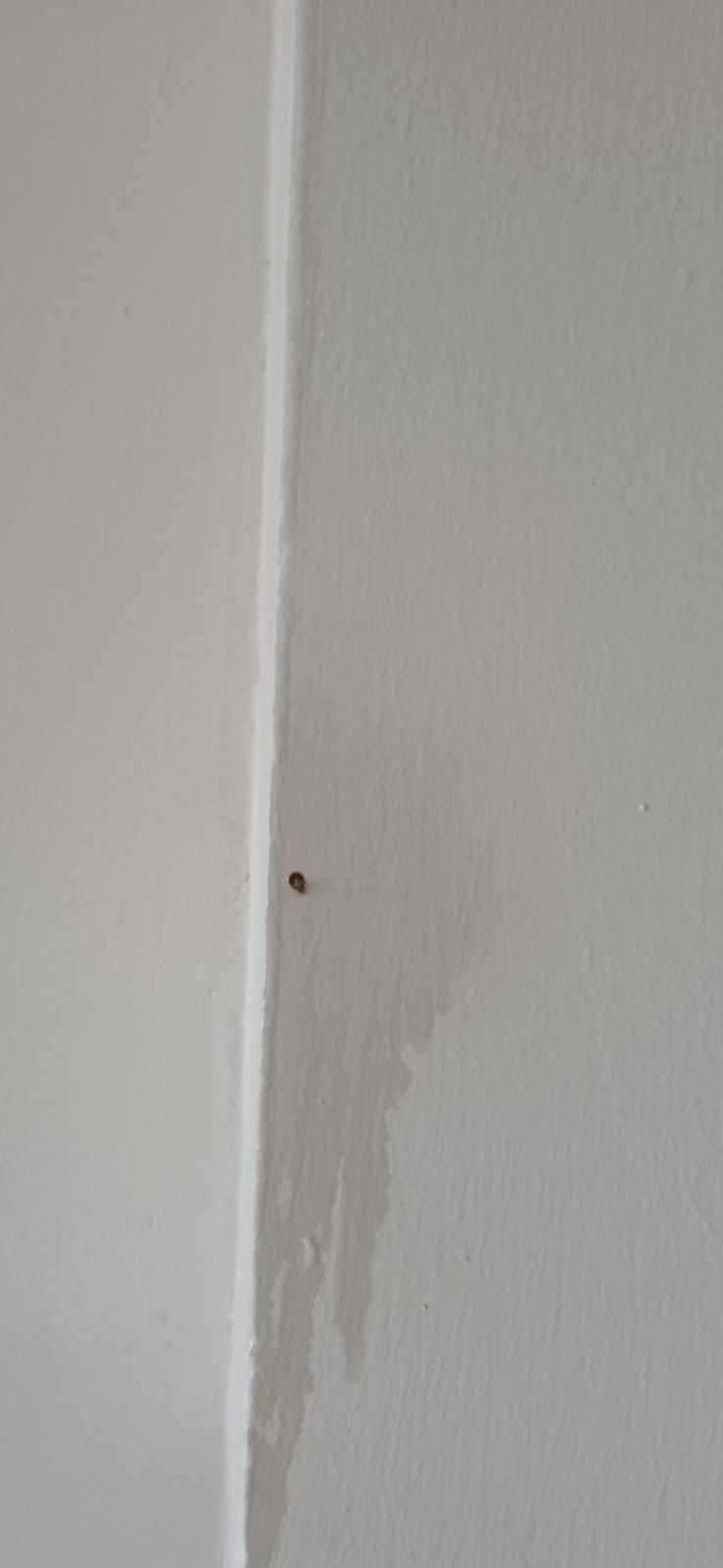 İzmit’te onlarca işçi mağdur! Tahta kurusu ve böcekler basmış… - Resim : 1