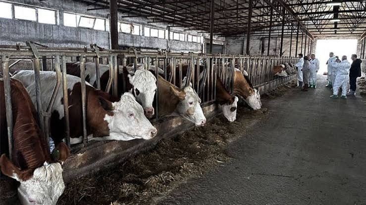 Şap alarmı! 15 mahallede karantinaya alındı - Resim: 6
