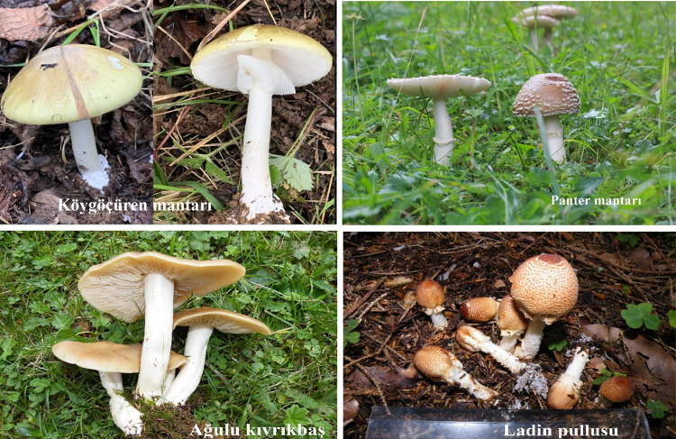 Prof. Dr. Ertuğrul Sesli mantar zehirlenmeleri konusunda uyardı: Etiketsiz ürün almak risk almaktır - Resim : 1