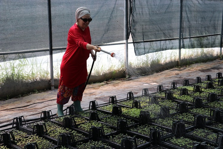 Kocaeli’de girişimci kadınlardan çok özel proje… Ata tohumundan fide üretiyorlar - Resim : 3