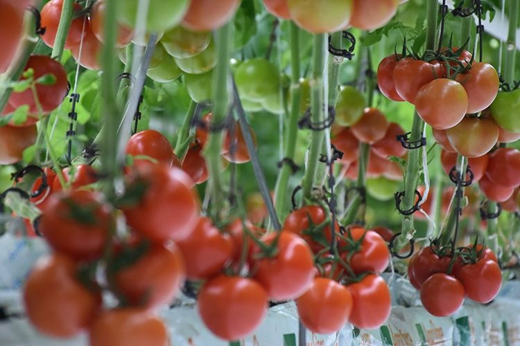 Cem Küçük'ün domates iddialarına gurbetçiden yanıt - Resim: 5