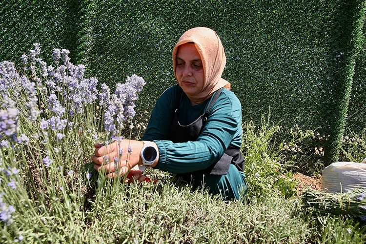 Tatilde gördü, köyünde lavanta bahçesi kurudu - Resim : 2