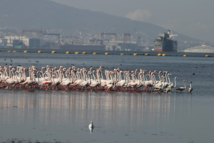 Dip çamuru temizliğinden biyoçeşitliliğe katkı - Resim : 3