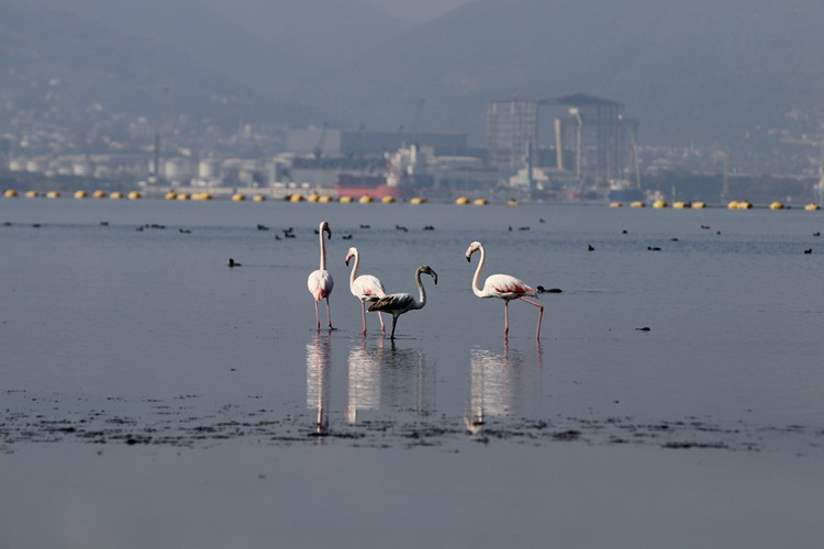 Dip çamuru temizliğinden biyoçeşitliliğe katkı - Resim : 4