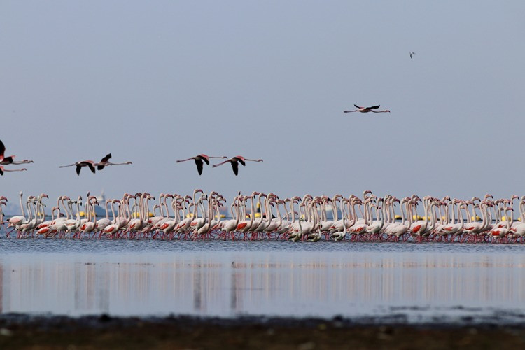 Dip çamuru temizliğinden biyoçeşitliliğe katkı - Resim : 2