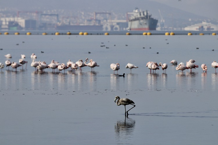 Dip çamuru temizliğinden biyoçeşitliliğe katkı - Resim : 5