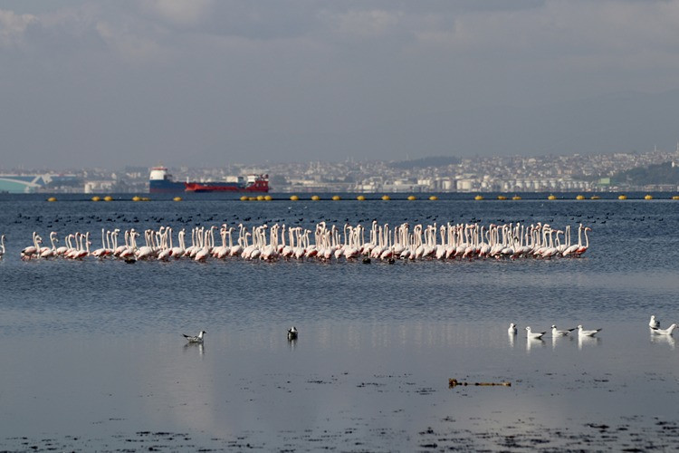 Dip çamuru temizliğinden biyoçeşitliliğe katkı - Resim : 1