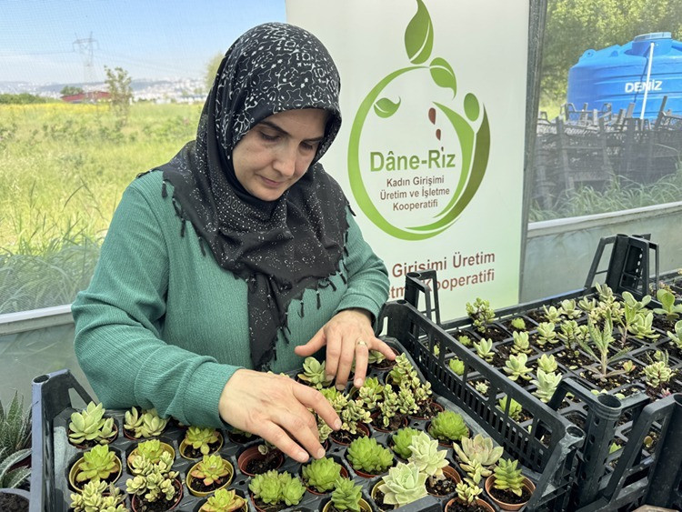 Kocaeli’de girişimci kadınlardan çok özel proje… Ata tohumundan fide üretiyorlar - Resim : 2