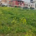 Çocukların oyun oynadığı alanda ölü fareler var!