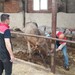 Çorum'da şap riski: Pazarlar kapatıldı!