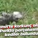 İzmit'te korkunç olay… Parkta parçalanmış kediler bulundu