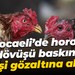 Kocaeli’de horoz dövüşü baskını… 15 kişi gözaltına alındı!