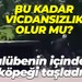 Bu kadar vicdansızlık olur mu? Kulübenin içindeki köpeği taşladı!