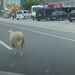 Kaçak kurbanlık koyun trafiği birbirine kattı